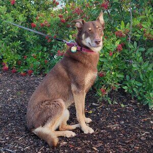 Meet your Posher, Shelley